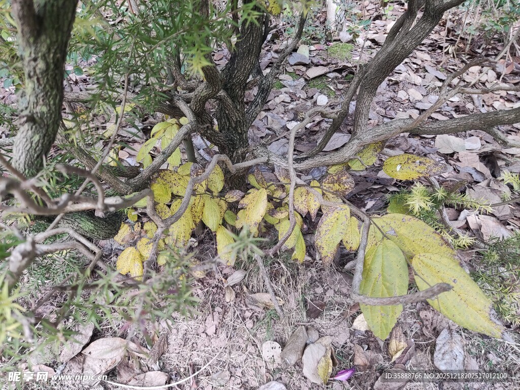 林间生长的嫩绿植物