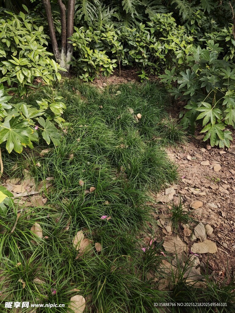 庭院绿植与石块景观