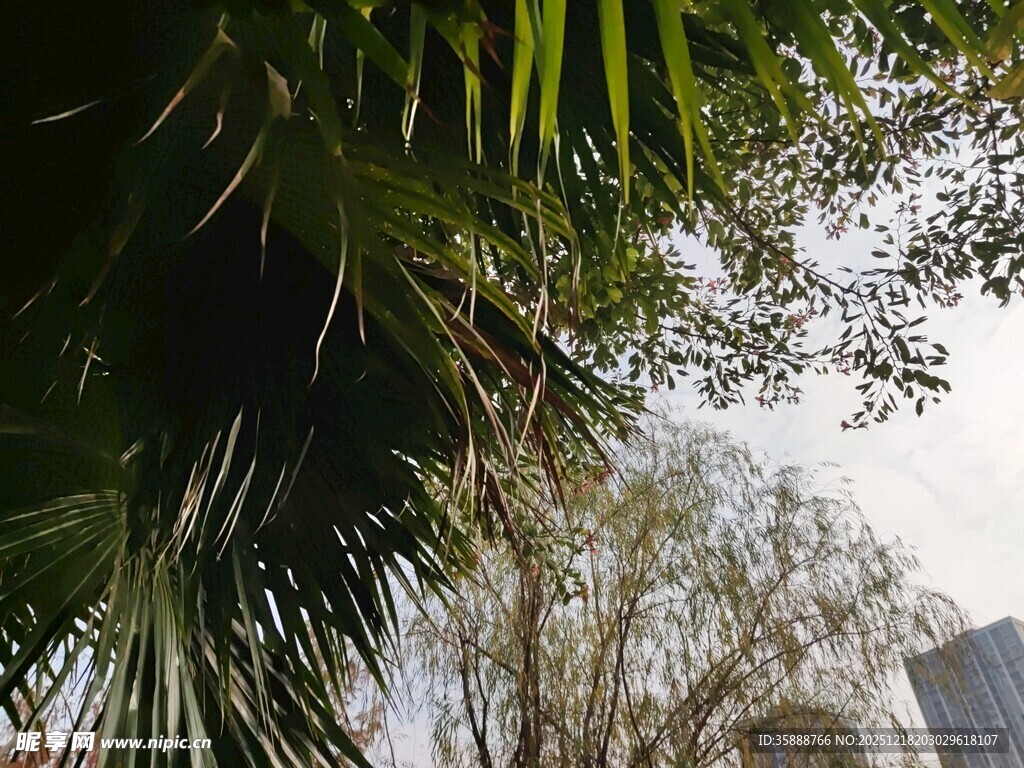 棕榈树与城市天际线景观