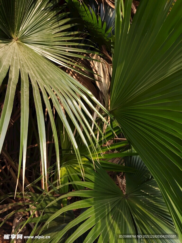 翠绿棕榈叶特写