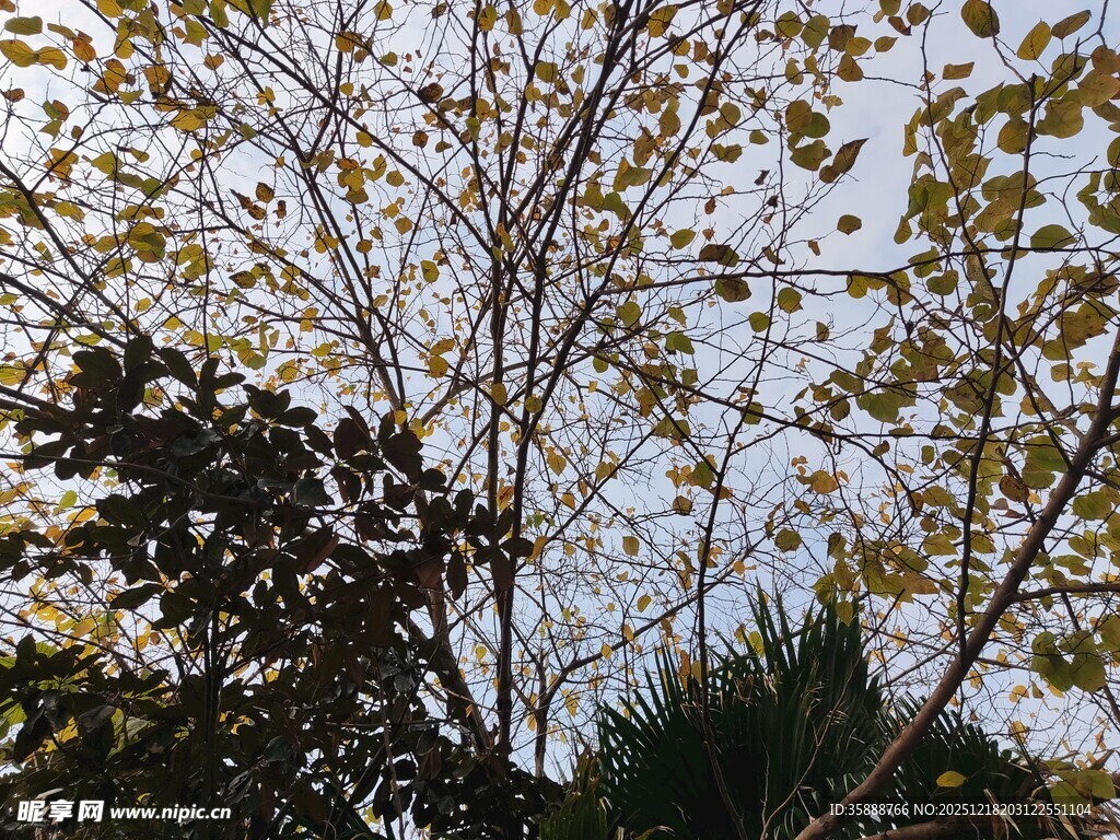 秋日树梢叶映蓝天