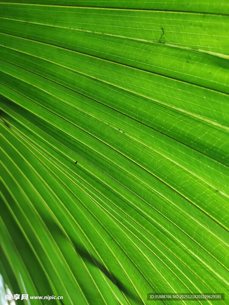 翠绿扇形棕榈叶特写