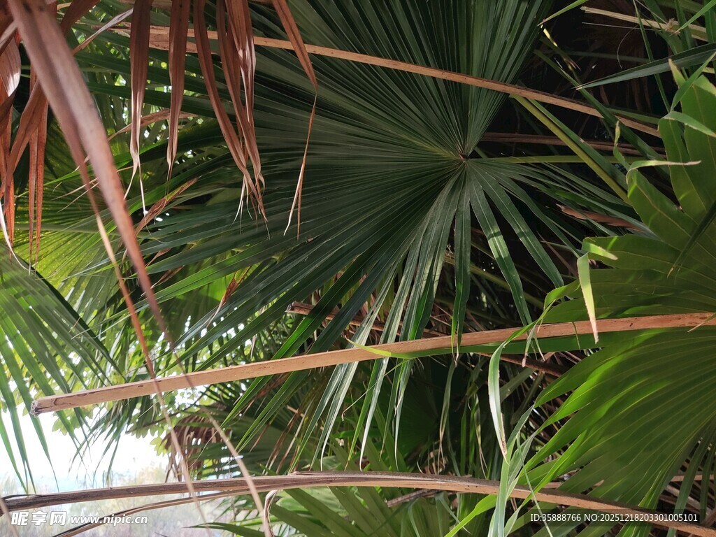 热带棕榈植物景观特写