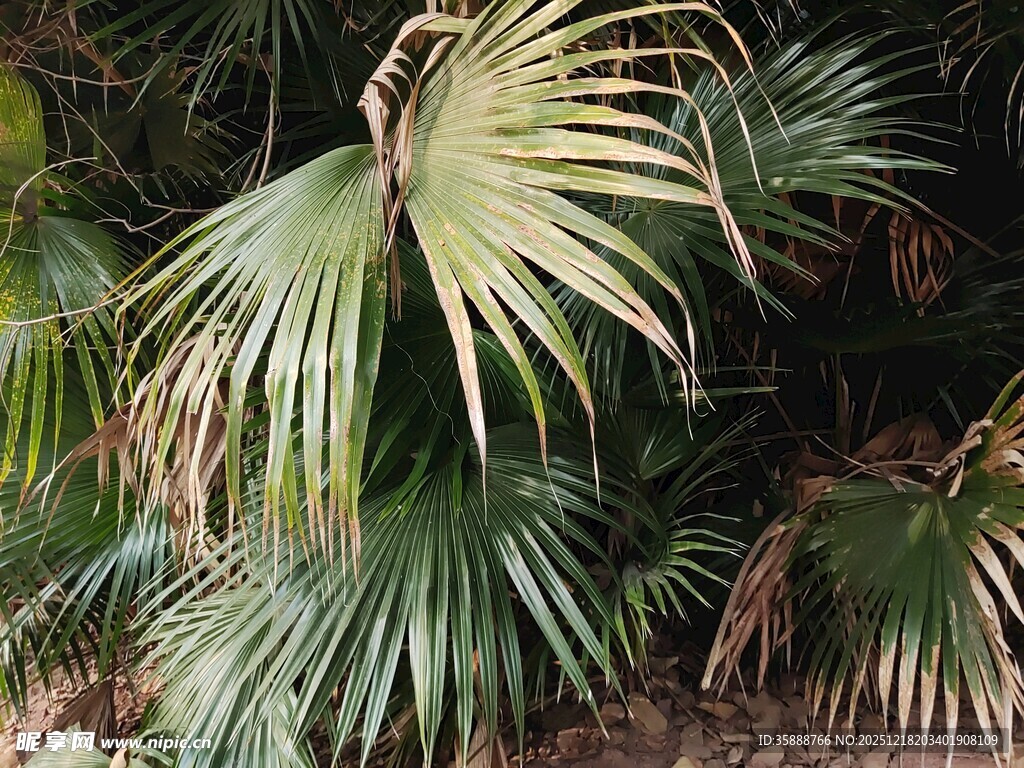 翠绿蒲葵叶尽显自然生机