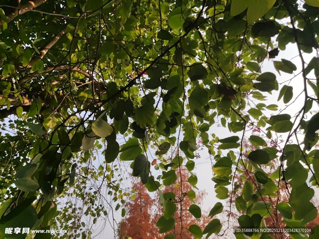 绿叶繁茂间的绚烂秋色