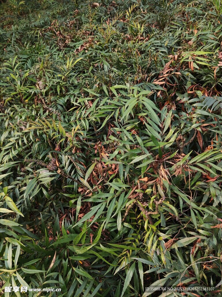 翠绿植物景观