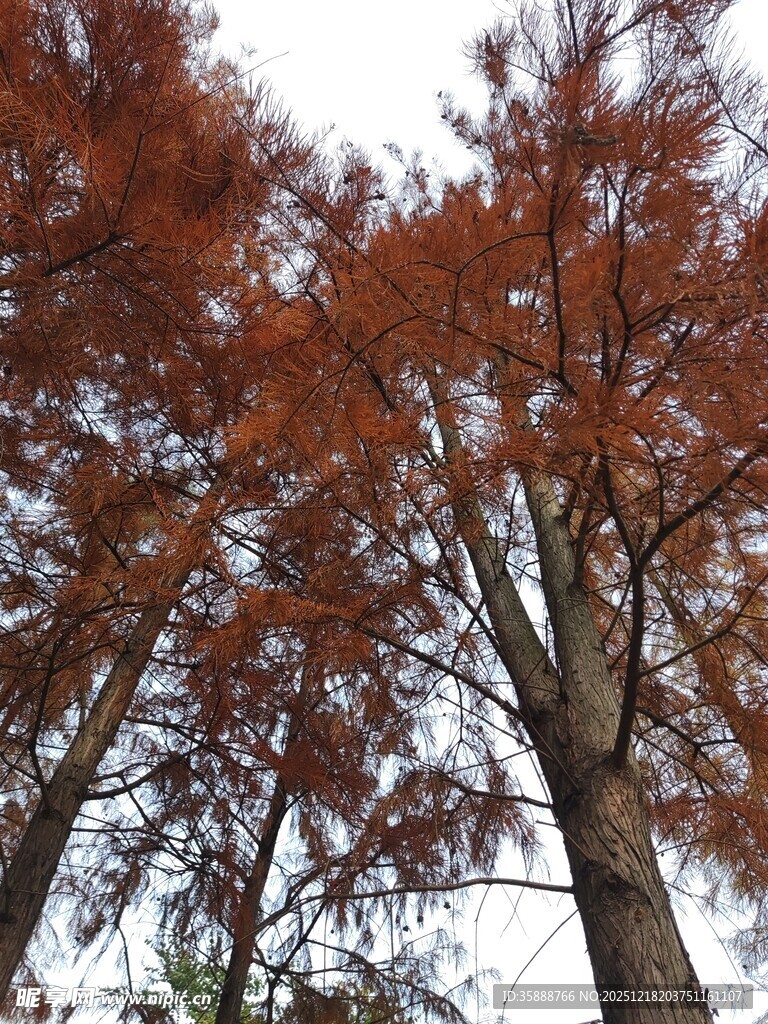 秋日红杉树风景