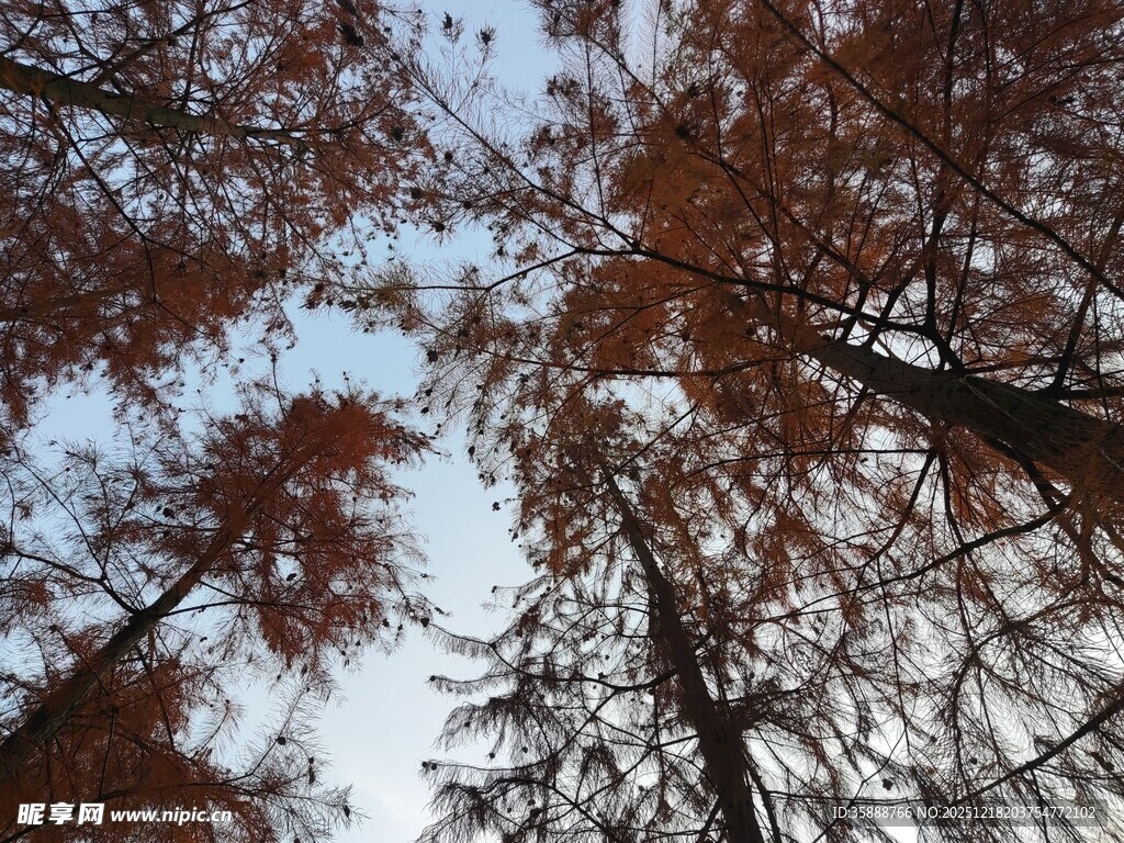 仰视秋日红杉树树冠