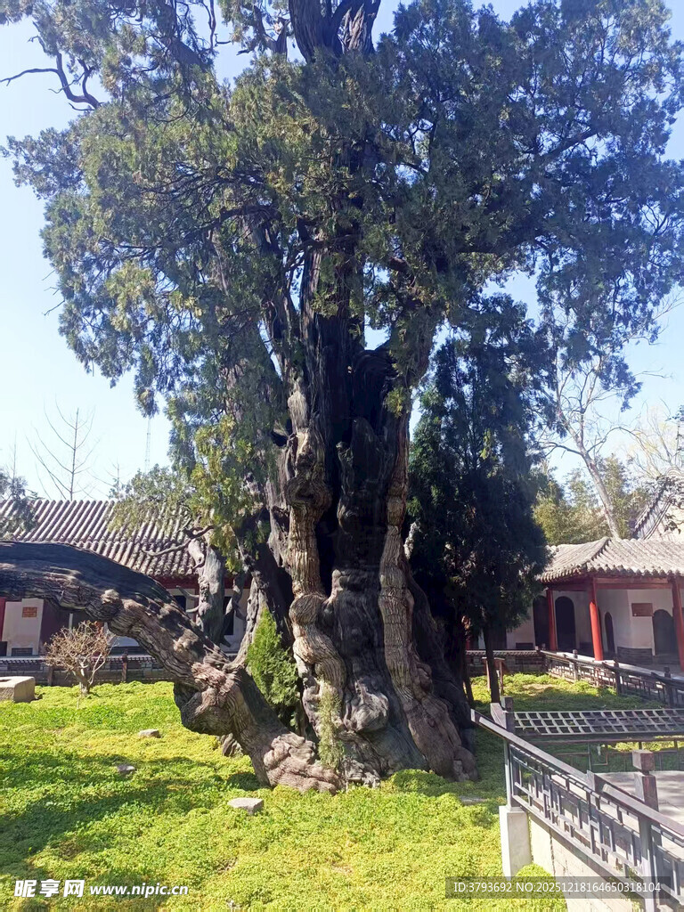 华夏第一柏 古老大树矗立庭院