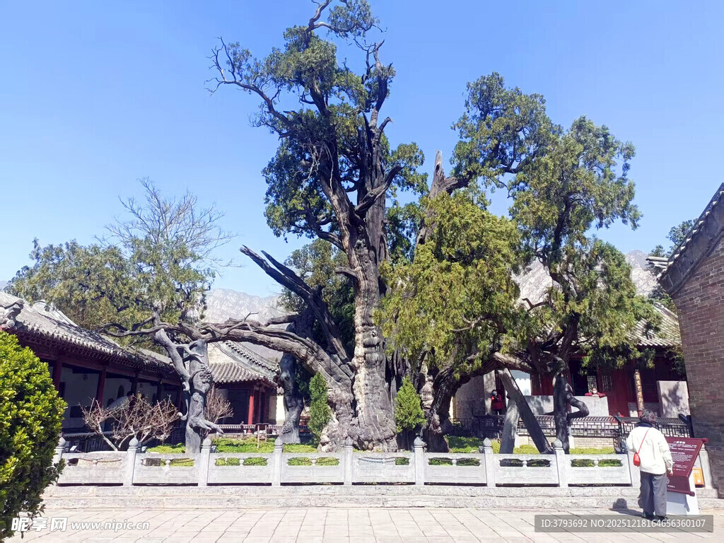 华夏第一柏 古树下的中式庭院