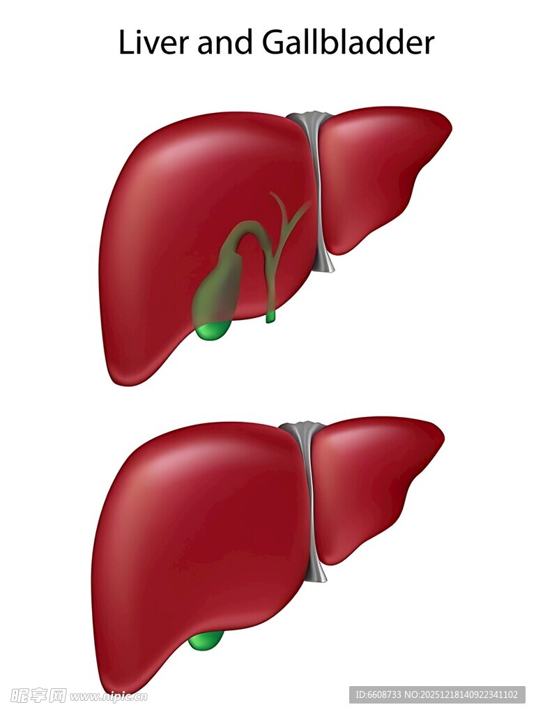 肝脏与胆囊解剖示意图