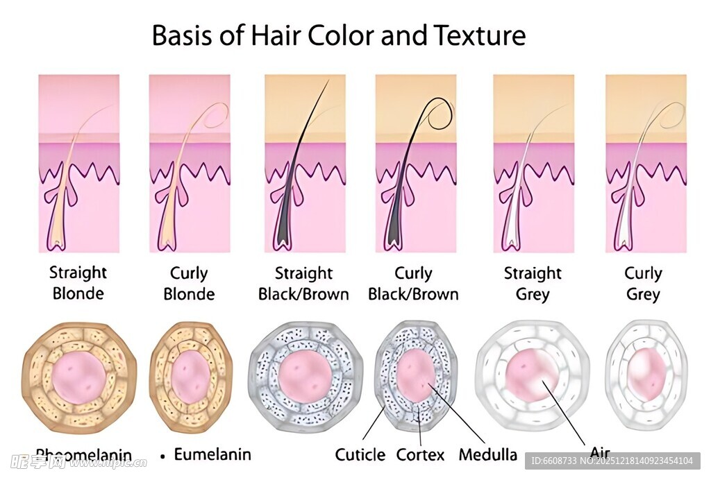 毛发颜色与纹理基础知识