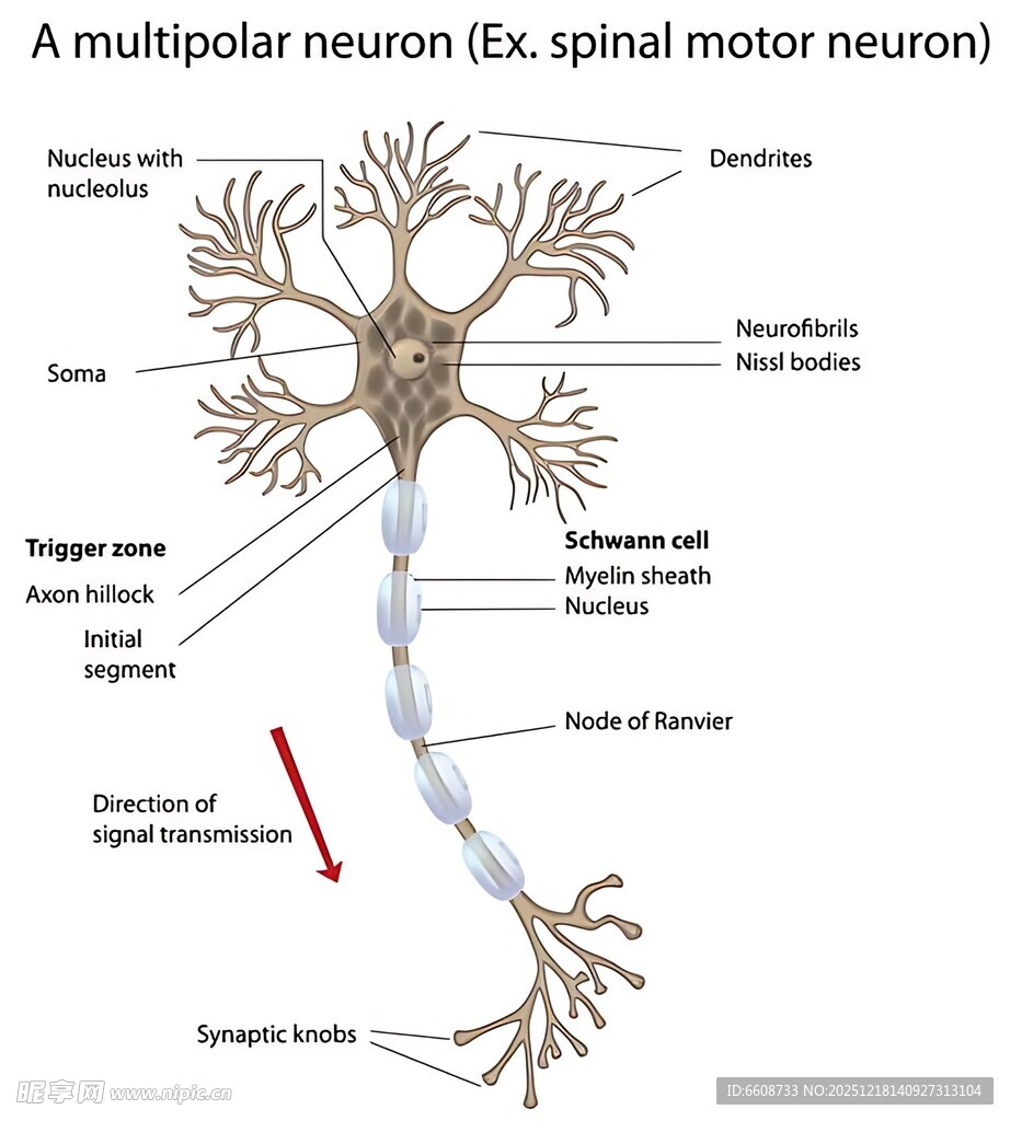 多极神经元脊髓运动神经元图