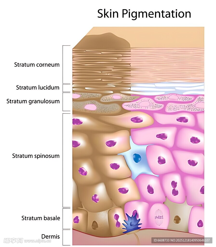 皮肤色素沉着结构示意图