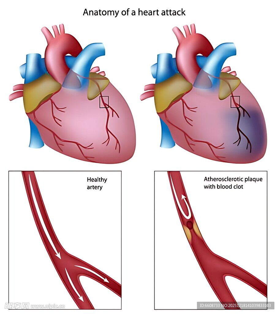心脏及血管解剖示意图
