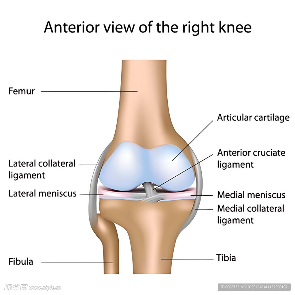多囊肾病肾脏对比图