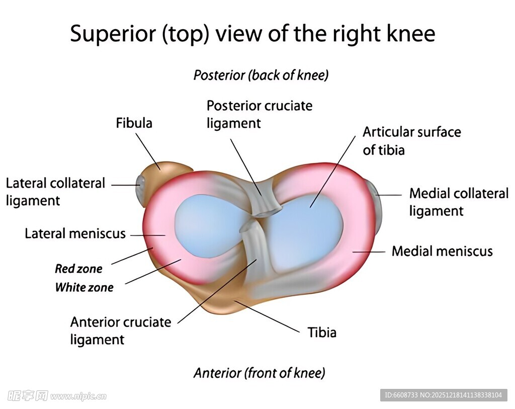 右膝关节上部解剖视图