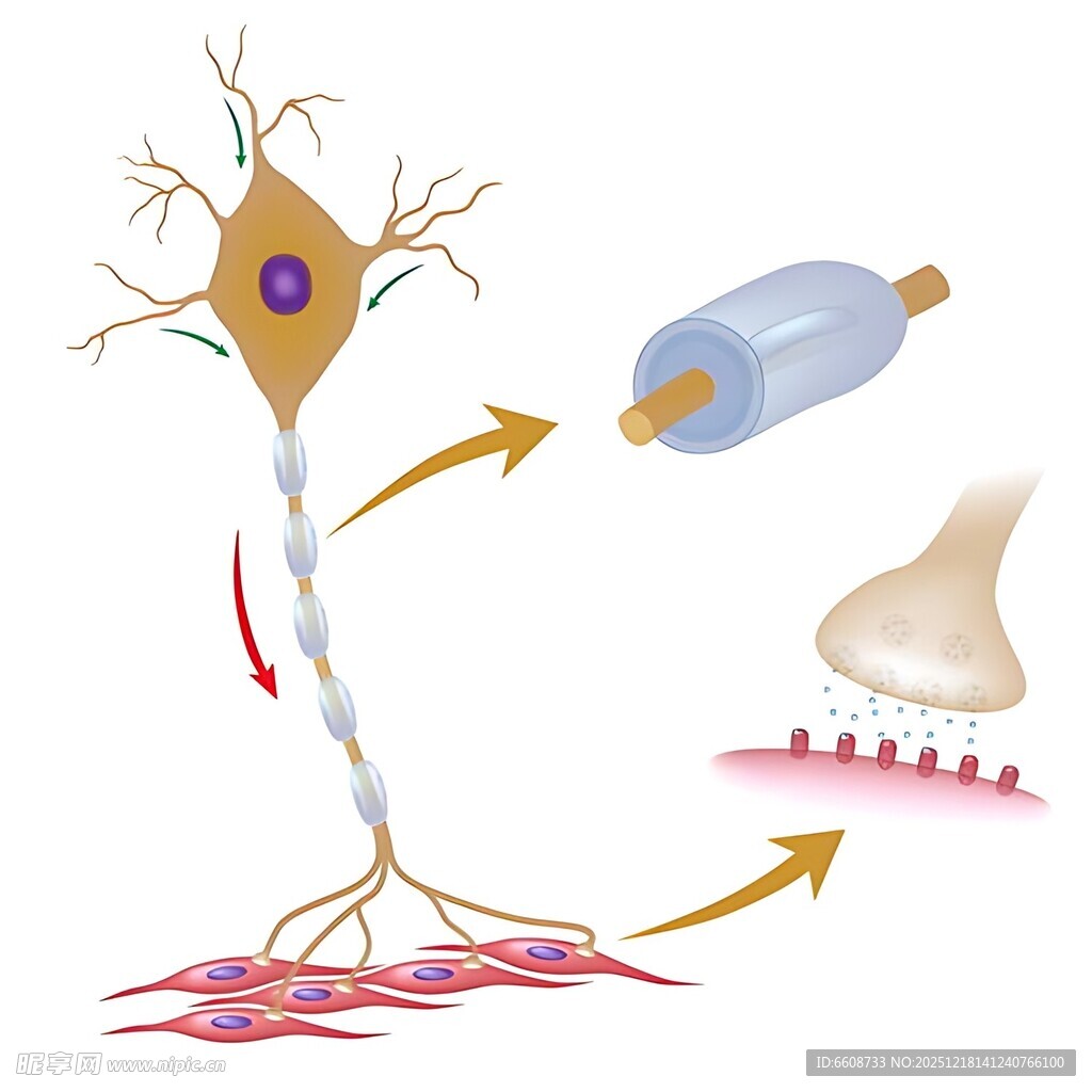神经元与突触结构示意图