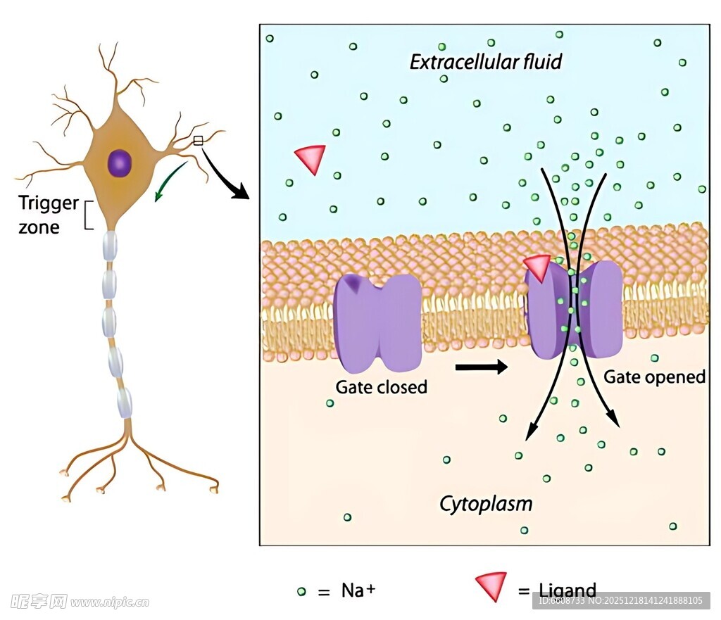 神经元突触结构示意图