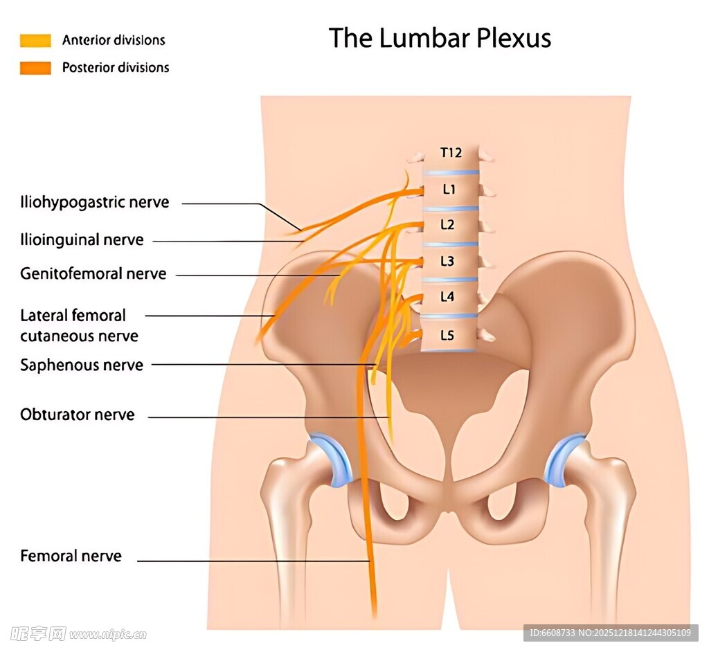 腰椎神经解剖示意图