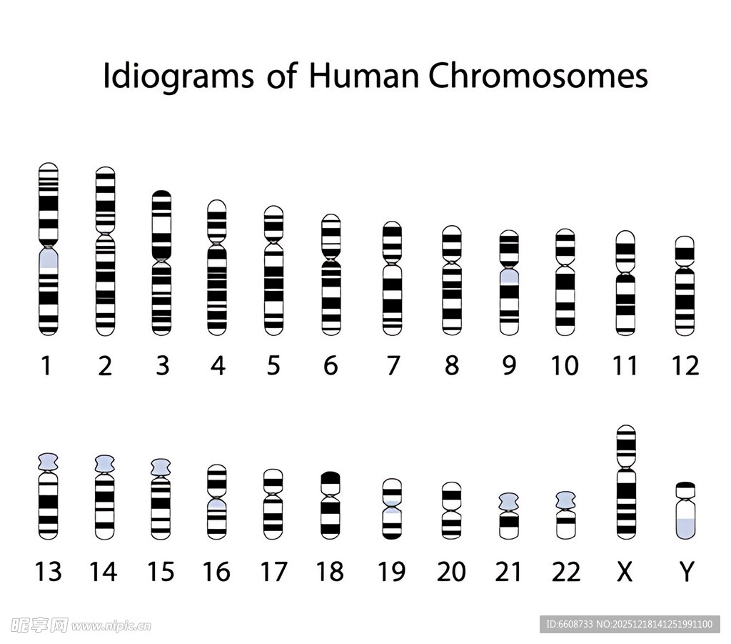 人类染色体组型图