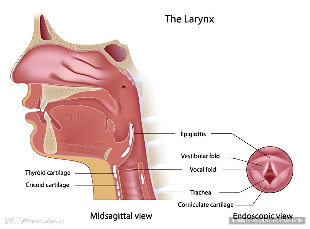 喉部解剖结构示意图