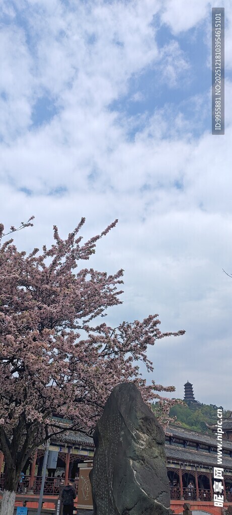 四川成都都古建旁绽放的烂漫樱花