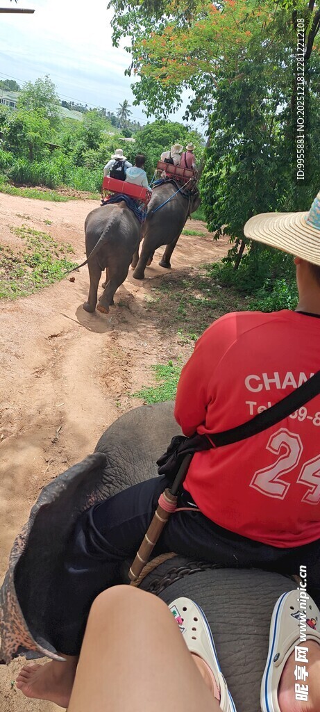 乡村牛车出行场景