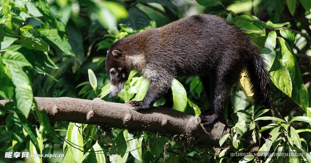 树枝上的棕色小动物