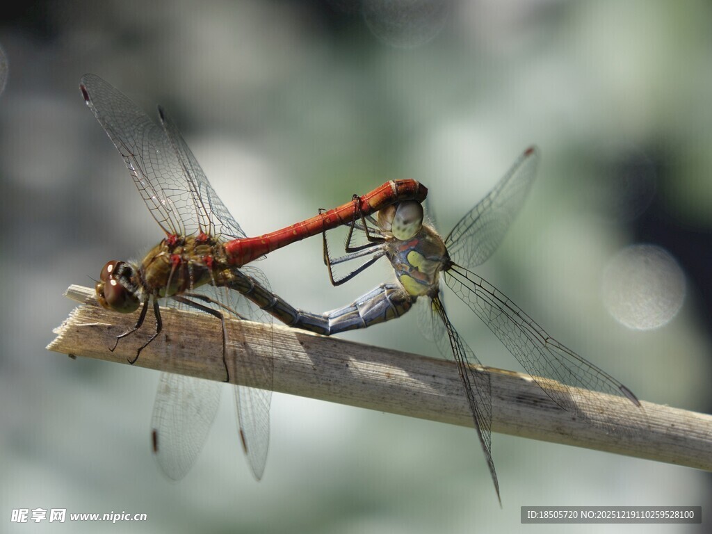 两只蜻蜓交配瞬间