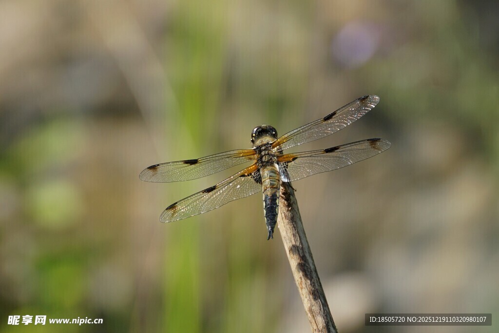 栖息于枝头的美丽蜻蜓