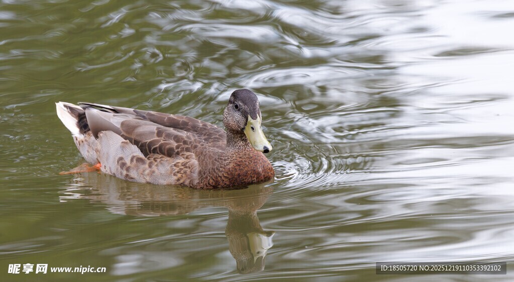 水中游弋的绿头鸭