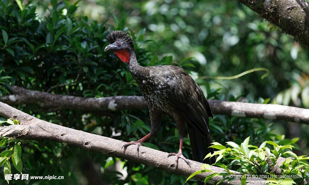 枝头站立的独特鸟类