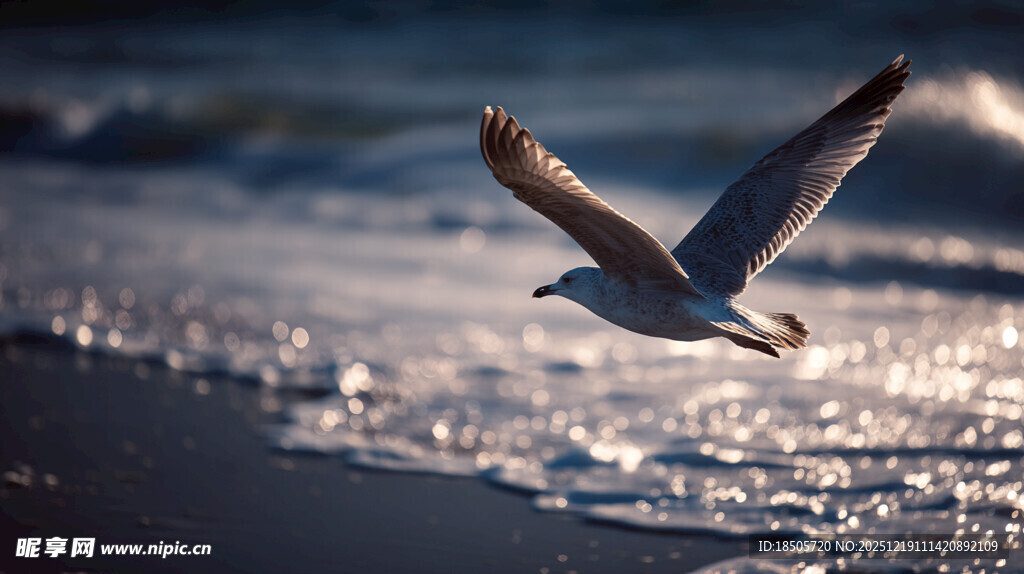 海鸥于波光海面展翅翱翔