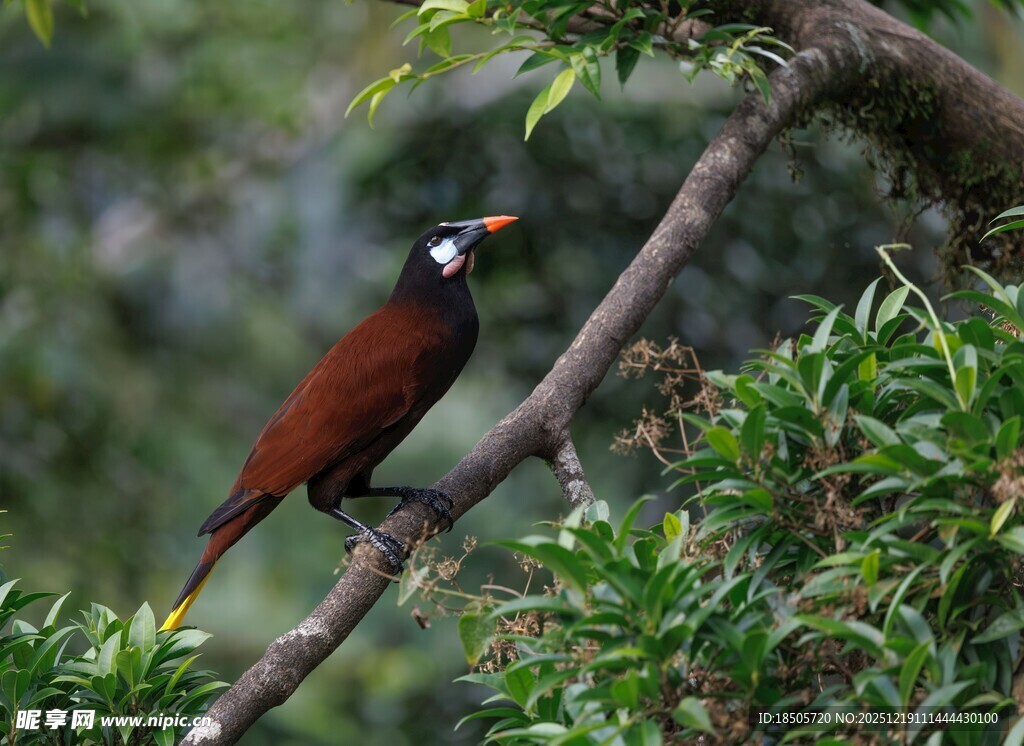 枝头栖息的美丽彩羽鸟
