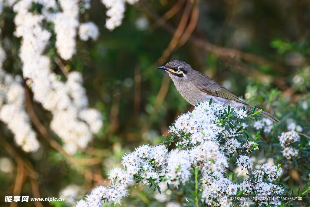小鸟栖于繁花枝头