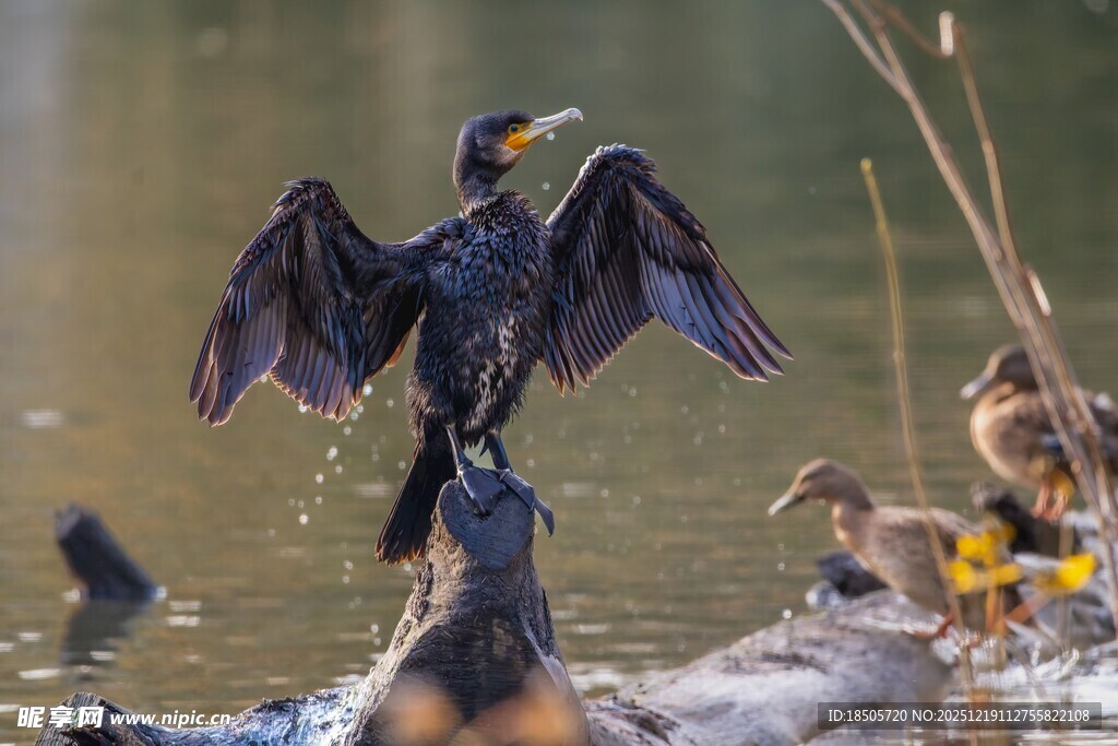 鸬鹚展翅于水边栖息场景