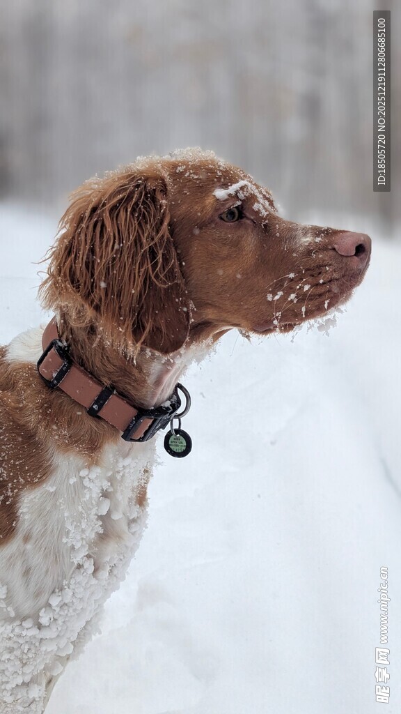 雪地中的可爱斑点犬