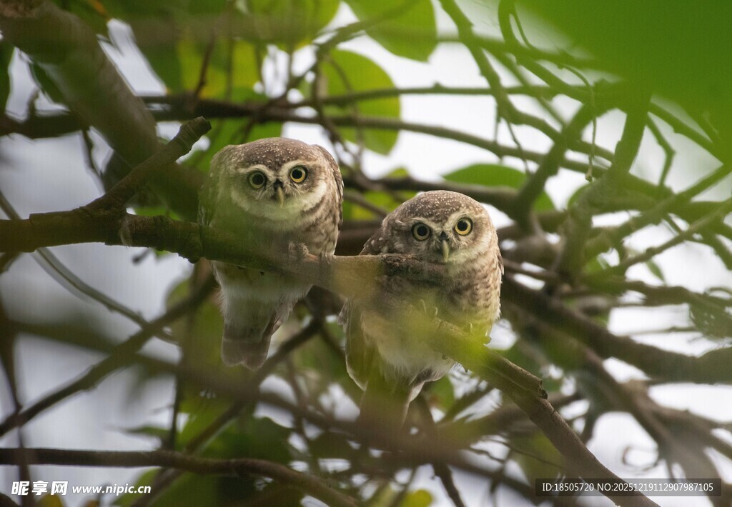 树枝上的两只可爱猫头鹰