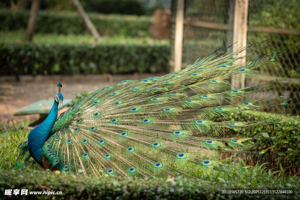 开屏的美丽孔雀
