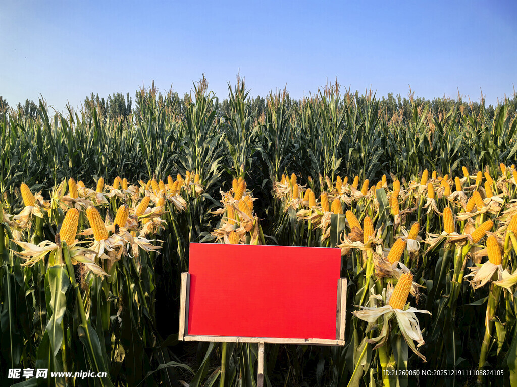玉米田展示场景