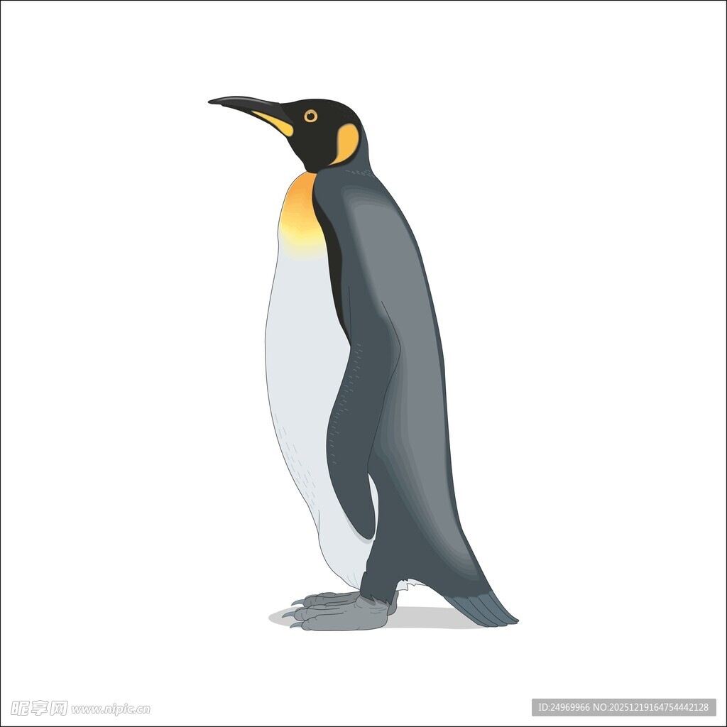站立的帝企鹅