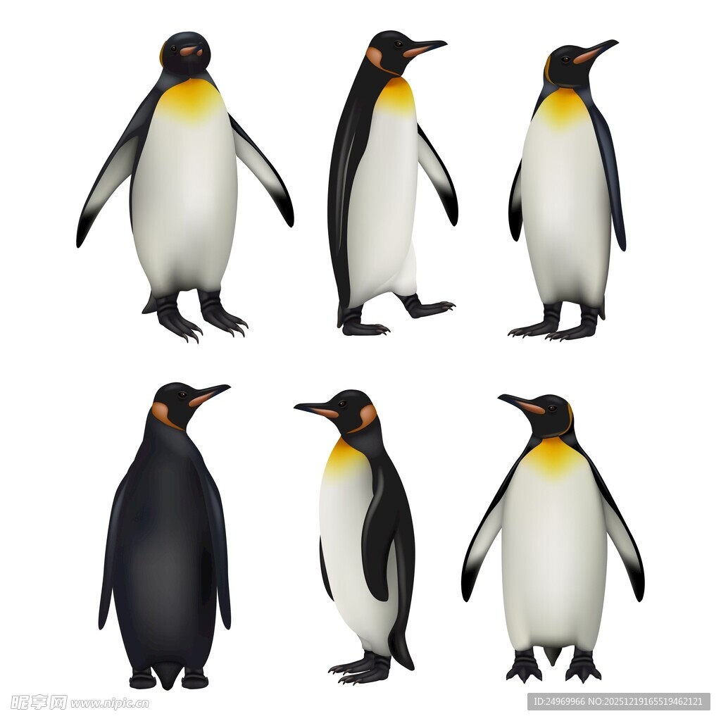 企鹅多样姿态展示
