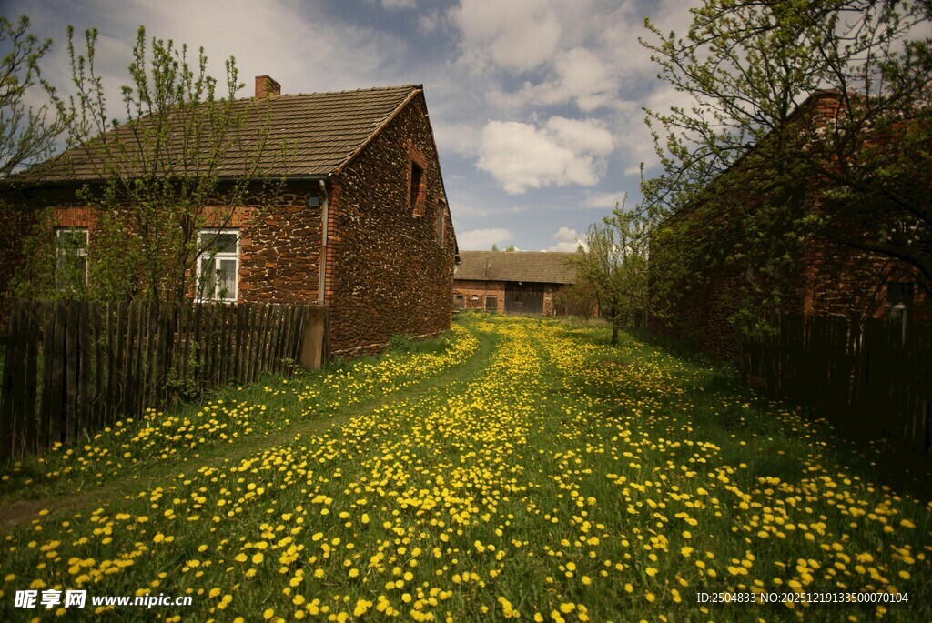 乡村小舍旁的灿烂黄花