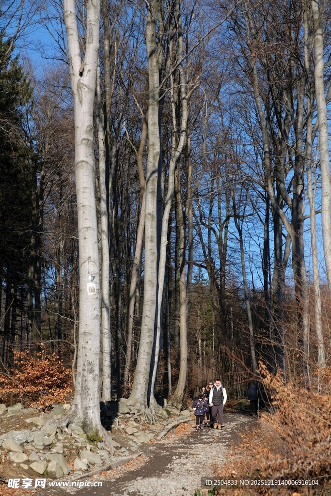 林间漫步的骑行者