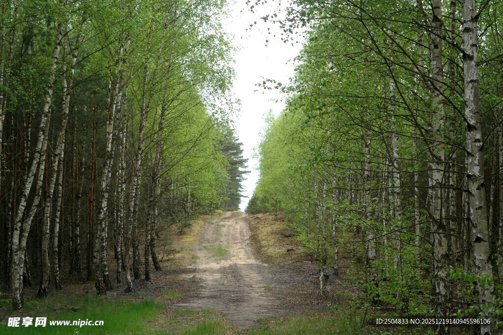 林间土路 绿意盎然的通道