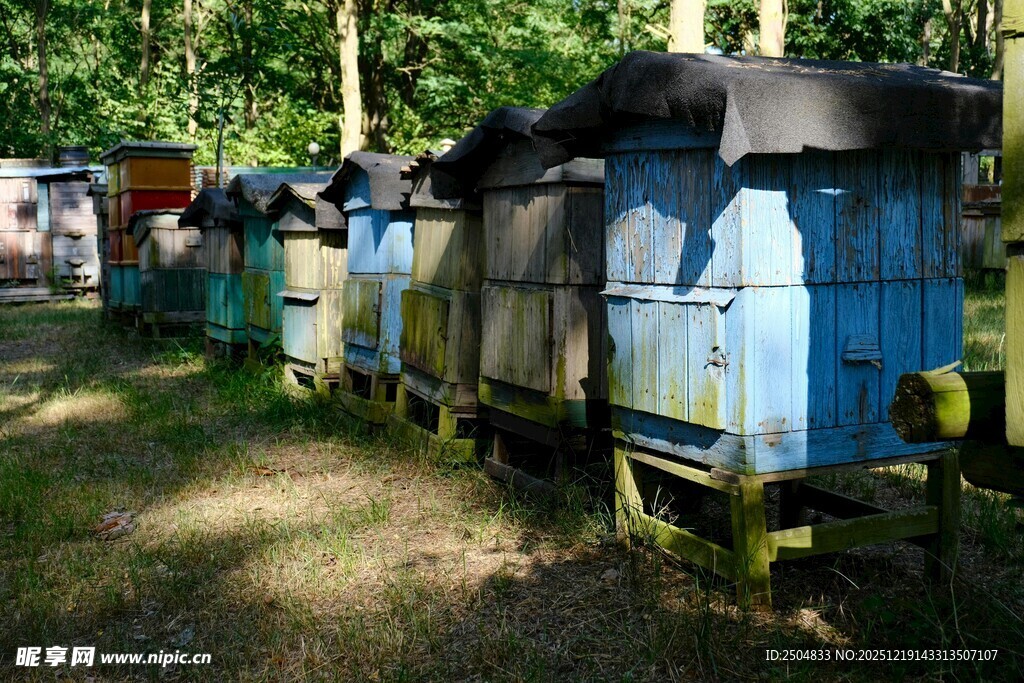废弃蓝色火车车厢在林间
