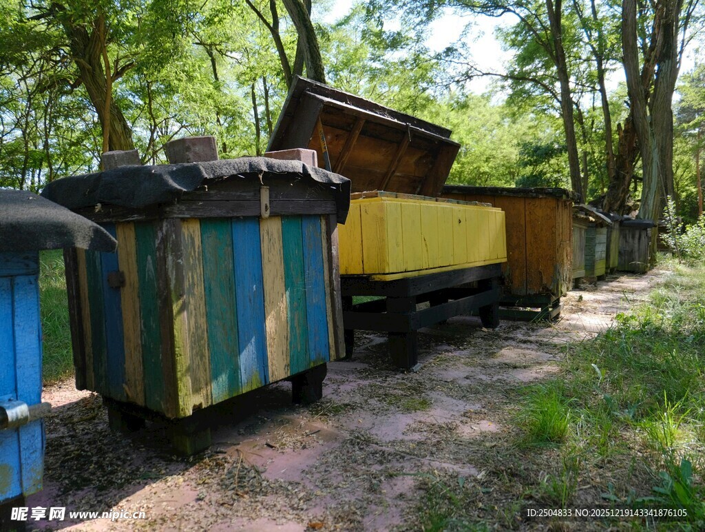 废弃彩色火车车厢在林间