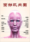 面部肌肉图