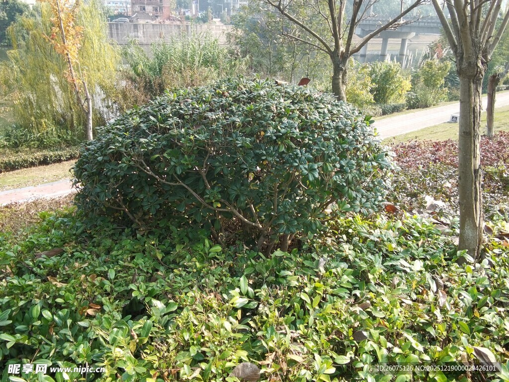园林中的绿植灌木景观